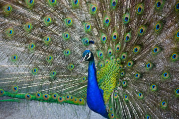 Obraz premium Strutting Peacock