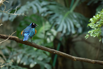 Surprised Superb Starling