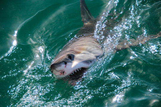 Cage diving with Great White Sharks outside Gansbaai, South Africa