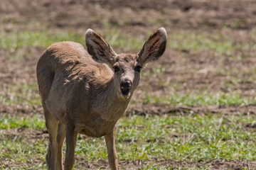Mule Deer Surprised