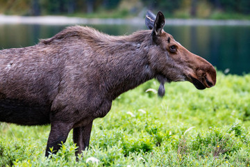 Moose at Maligne Lake, Jasper National Park, Canada