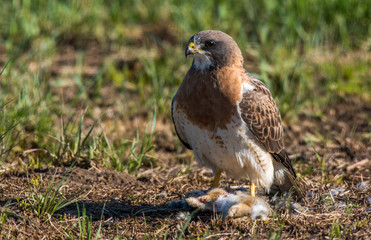 Swainson's Hawk and its Meal