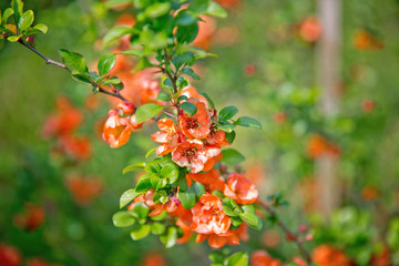 Japanese quince branch - blossoming