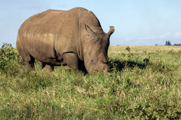 Obraz premium Rhino