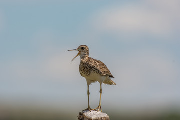 Upland Sandpiper on Northeast Colorado