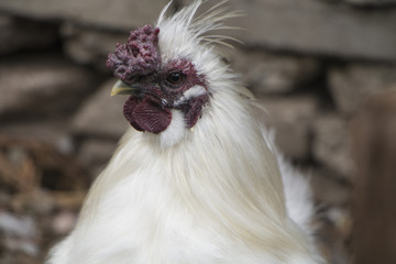 close up of rooster cockerel, white feathers