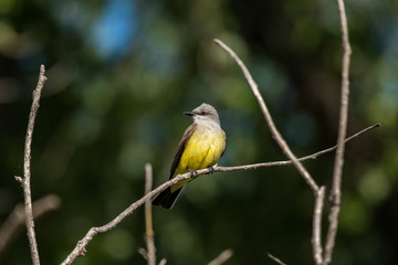 Western Kingbird Perched Looking for Food