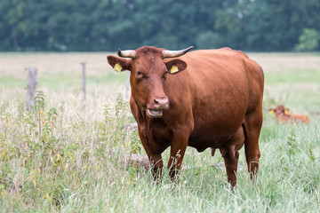 Rotes H&ouml;henvieh Kuh