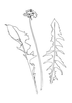Dandelion flower. Vector taraxacum sketch. Hand drawn weed.