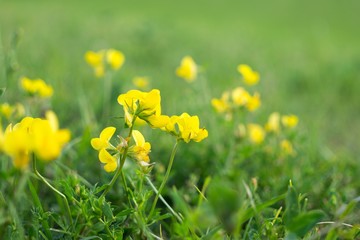 Fototapeta premium Yellow flower in nature. Slovakia