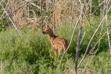Baby Deer Fawn in Field