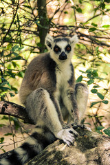 Ring-tailed lemurs in Isalo National Park, Madagascar