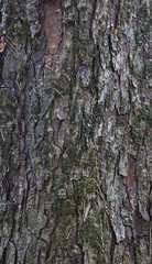 Chestnut bark