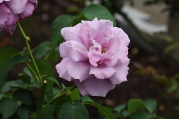 Fototapeta premium バラ/神奈川県平塚市平塚総合公園