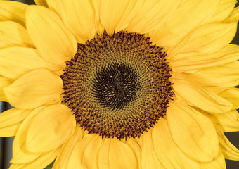 Obraz premium Macro image of a sunflower 