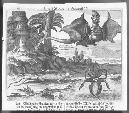 Dragon (De Bry). Date: circa 1502