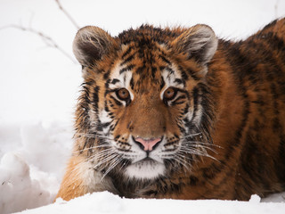 Detail of head of youg siberian tiger in winter - Panthera tigris altaica - endangered in IUNC Red List