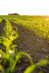 corn fielb. vertical. © max0servis