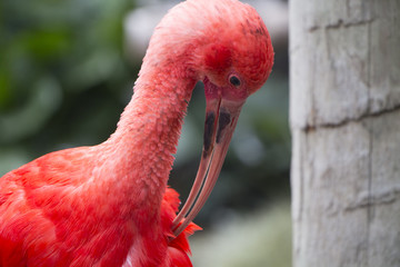 red ibis close up