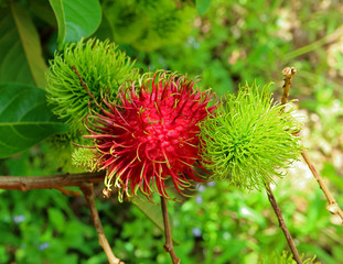 Vibrant Red Color Ripe Rambutan Fruit amongst the Unripe on the tree, Rayong Province of Thailand