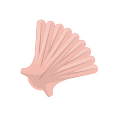 Sea shell isolated
