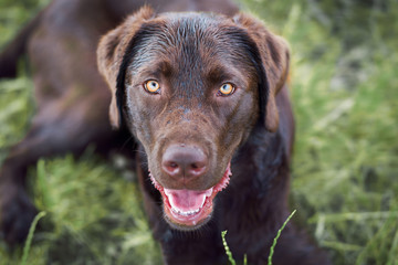 Portrait von einem jungen braunen labrador retriever hund welpen mit hellen intensiven Augen