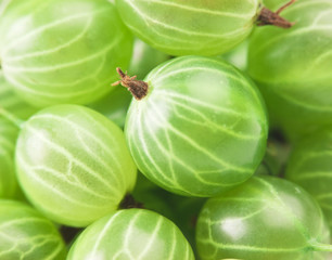 gooseberry