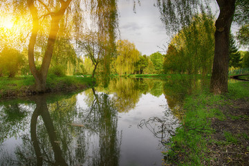 Obraz premium Tranquil Pond With Lush Green Woodland Park in Sunshine