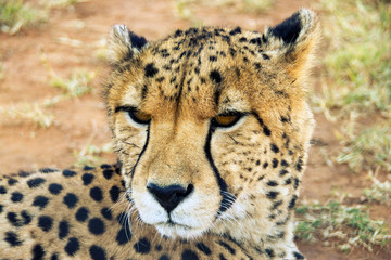 Cheetah in South Africa