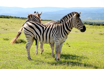 Naklejka premium Burchell's zebra in Addo National Park, South Africa