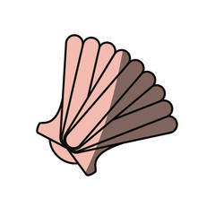 Sea shell isolated