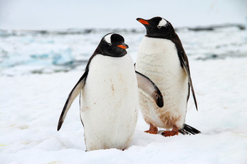 Cute gentoo penguins on Cuverville Island, Antarctica