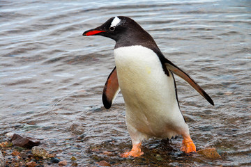 Naklejka premium Cute gentoo penguins on Cuverville Island, Antarctica