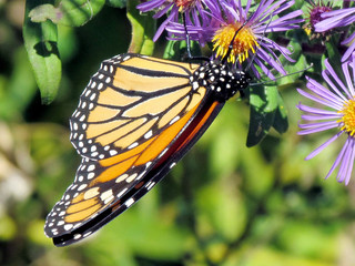 Fototapeta na wymiar Toronto Lake Monarch butterfly and flowers 2013