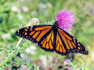 Toronto Lake Monarch butterfly on a flower 2013