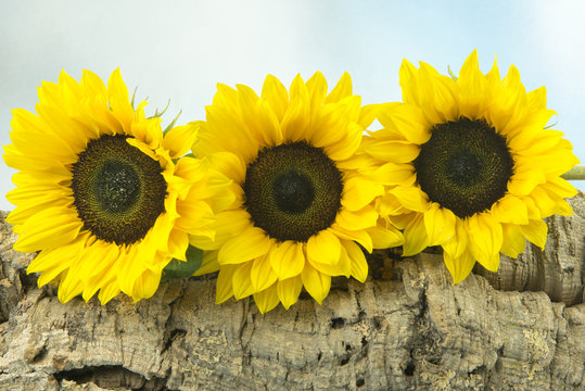 Three sunflowers on a wooden log 