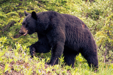 Black bear in Jasper National Park, Alberta, Canada