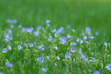Obraz na płótnie Canvas Closeup of speedwell (Veronica) growing in a lawn