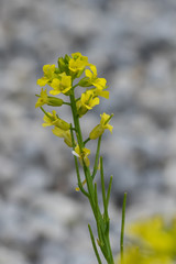Closeup of yellow rocketcress (prob. barbarea vulgaris) blossoms and seed shells
