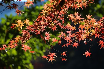 Tokyo autumn