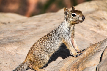 Naklejka na ściany i meble Ground squirrel in Zion National Park, Utah, United States