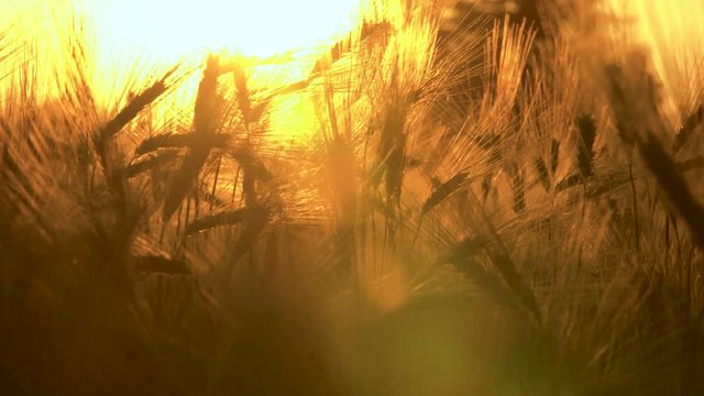 4K clip of wheat or barley field blowing in the wind at sunset or sunrise