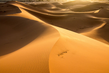 Fototapeta na wymiar Golden dunes of Erg Chebbi, Morocco