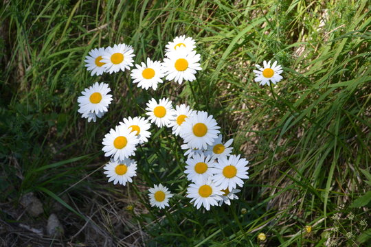 Margherita (Leucanthemum vulgare)