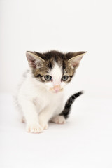 Obraz premium cat, animal, domestic, pet, mixed breed, young, wild, natural, young