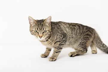 cat, animal, domestic, pet, mixed breed, young, wild, natural, young