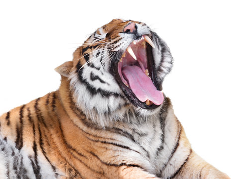 Fototapeta Raging tiger