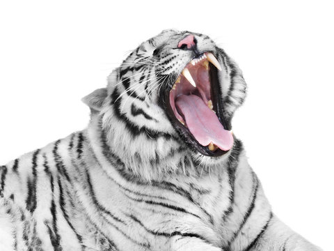 Tiger anger