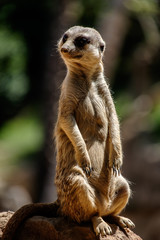 Fototapeta premium Meerkat 5