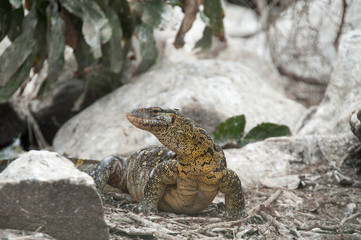 Monitor Lizard, Nile River, Uganda